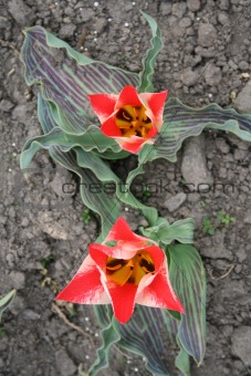 Beautiful tulip flowers