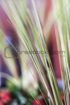 Decorative grass.