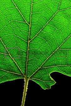 green leaf bottom