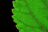 green leaf edge