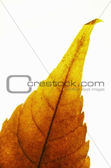 red leaf tip on white background