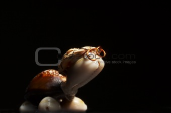 toy shell turtle on black background