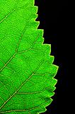 vertical green leaf edge
