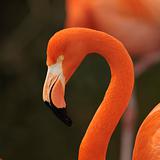 Flamingo, portrait.