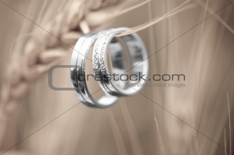 Wedding rings and wheat