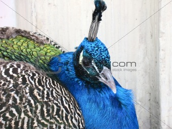 Blue peacock head