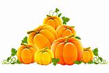 hill harvest of orange ripe pumpkins
