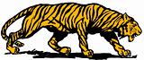Tiger orange, vector illustration