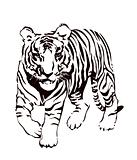 Tiger, vector illustration