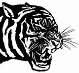 Tiger head, vector illustration