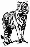 Tiger, vector illustration