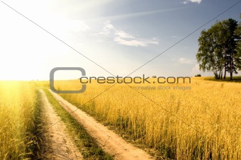 field of grass on background distant wood