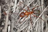 Wood red big ant close up