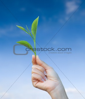 hand holding green tea leaf