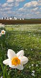 Daffodil closeup and farm