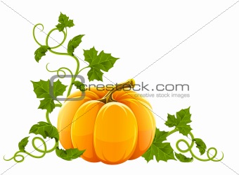 ripe orange pumpkin vegetable with green leaves