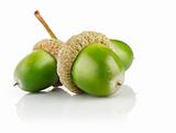 three green acorn fruits isolated