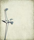 Blue long stem and seed head on grunge background