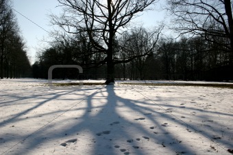 Trees in WinterTrees in Winter