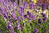 Beautiful purple blooming lavender