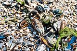 Sea clams 