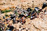 Sea clams 