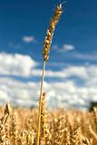 Golden ears of wheat under sky.