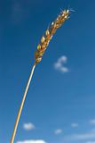 Golden grain ear of a wheat 