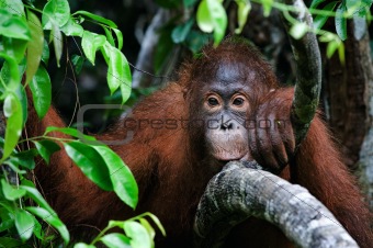 portrait of a little Orangutan