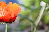 Orange opium poppy flower