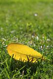 yellow autumn fall leaf on garden green grass lawn