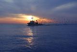 professional fishing boat seagull on sunset sunrise