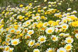 daisy yellow flowers green nature meadow