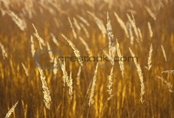 Natural golden background
