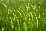 Background of spikelets