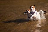 Two Playful Jack Russell Terrier Dogs Playing in the Water.