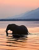 Elephant on the river Zambezi.