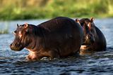 Two hippopotamuses.