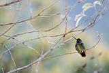 The humming-bird in branches.