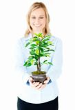 Portrait of a confident businesswoman looking at a plant against a white background