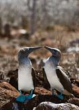 Kissing Blue-footed Boobys.