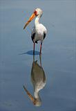 The Yellow-billed Stork and reflection.