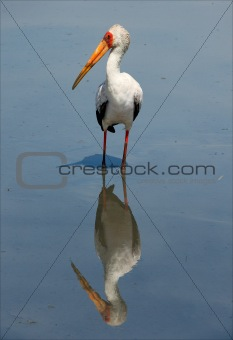 The Yellow-billed Stork and reflection.