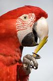 Close up of a colorful parrot eating.