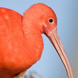 Scarlet ibis, profile.