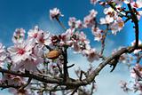Almond blossom