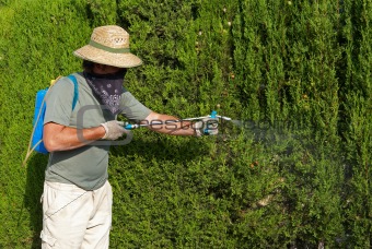 Gardener spraying pesticide