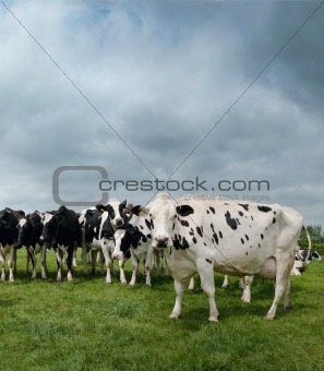 Black and white cattle in a field