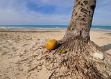 Coconut on tropical beach