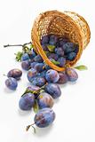 Plums and a wicker basket